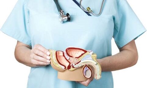 Modell vum männlechen Genitourinary System a Behandlung vu Prostatitis